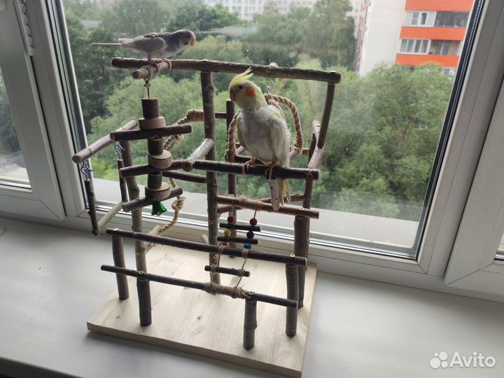 Игровой стенд, площадка для попугаев