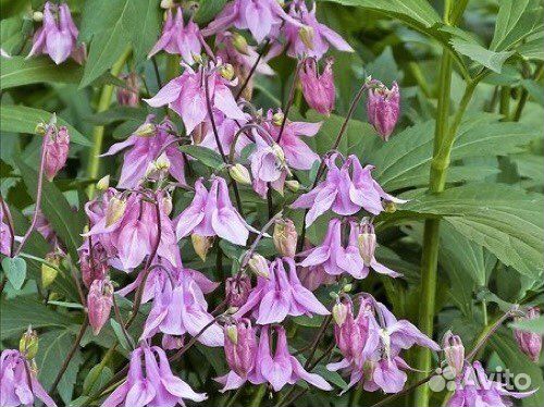 Аквилегия, роджерсия конскокаштановая