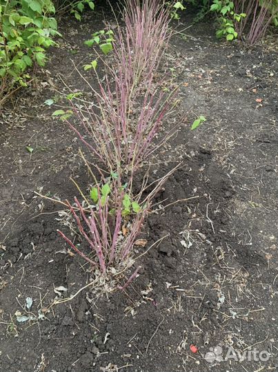 Малина полана