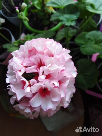 Пеларгония