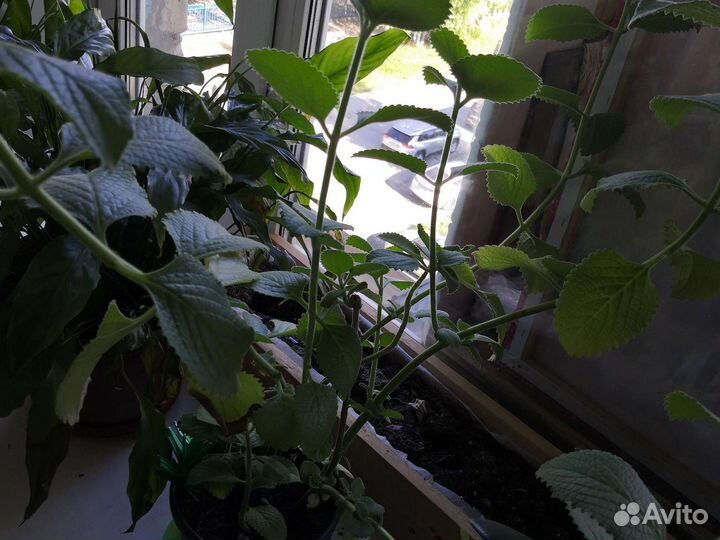 Комнатная мята