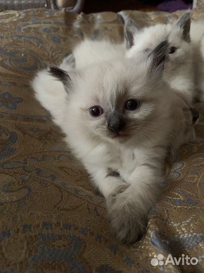 Котята рэгдолл девочки