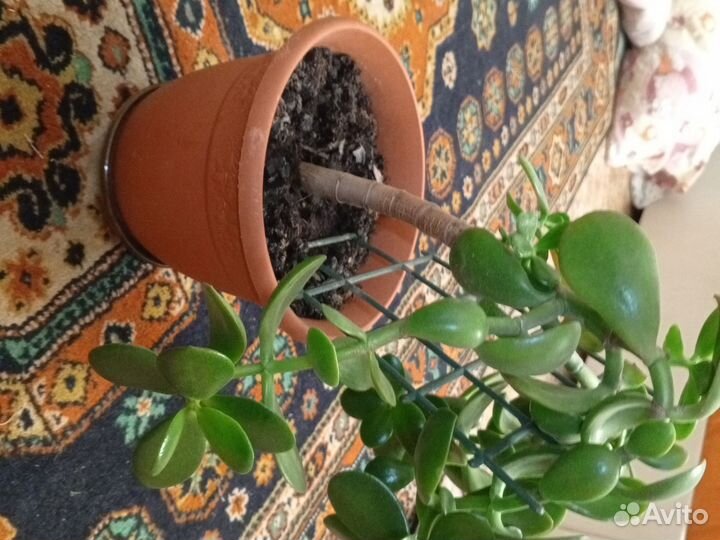 Денежное дерево