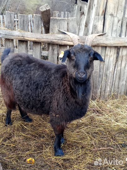Коза пуховая