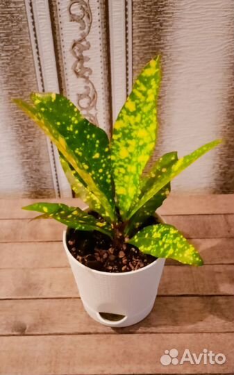 Кротон gold san