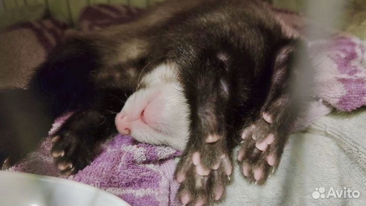 Хорек с клеткой