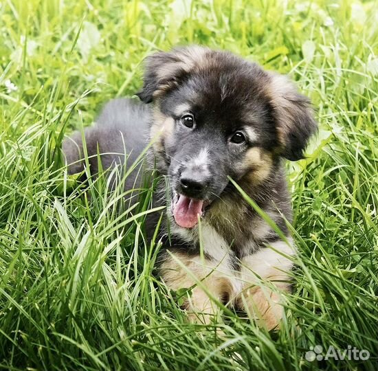 Щенок в добрые руки бесплатно