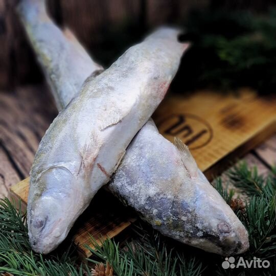 Рыба Голец н/р с/м