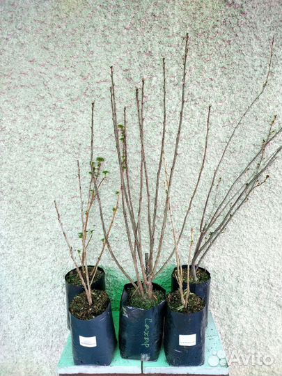 Смородина чёрная, красная, белая