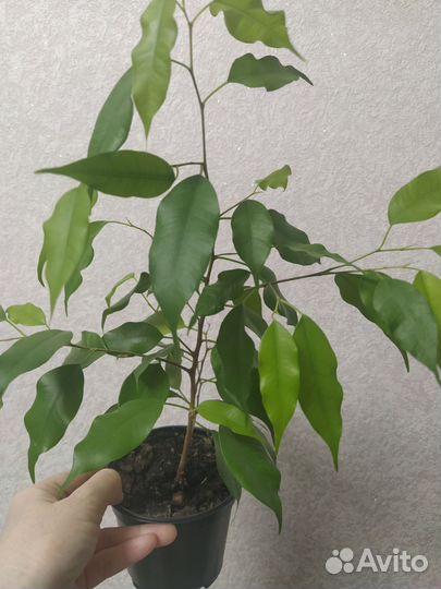 Комнатные растения