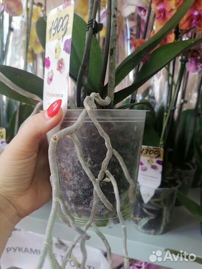 Орхидея Манго биглип