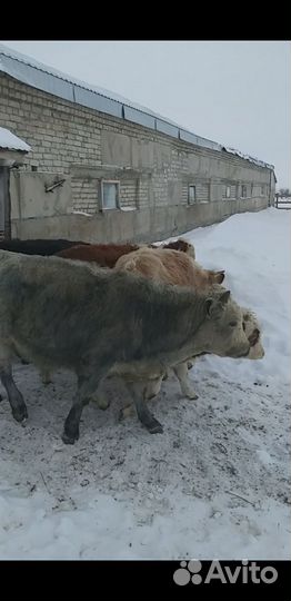 Бычки, телочки