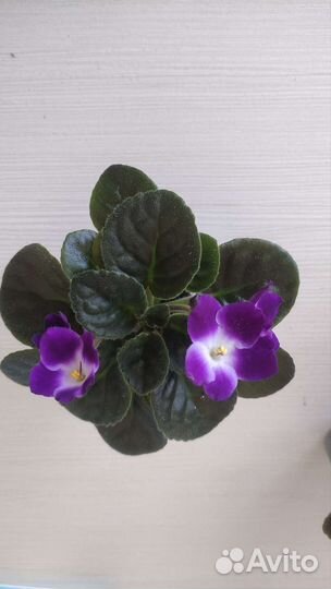 Фиалки набор