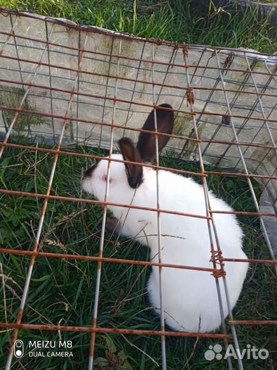 Калифорнийские кролики