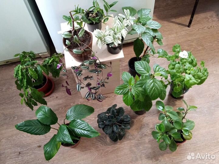 Цветы. Комнатные растения