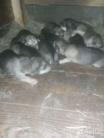 Щенки русской гончей
