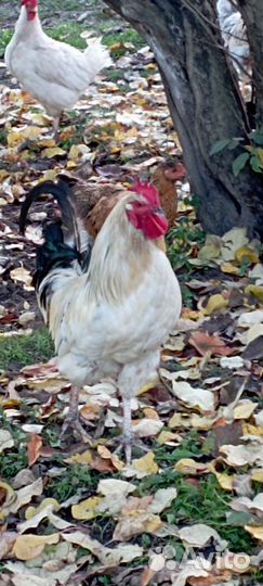 Молодые петушки Кучинская Юбилейная