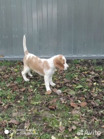 Щенки бигль РКФ