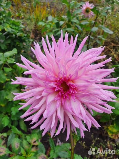 Корни георгинов