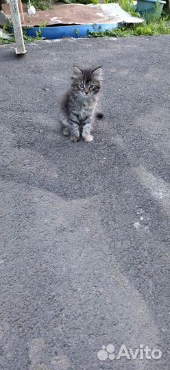Отдам в добрые руки