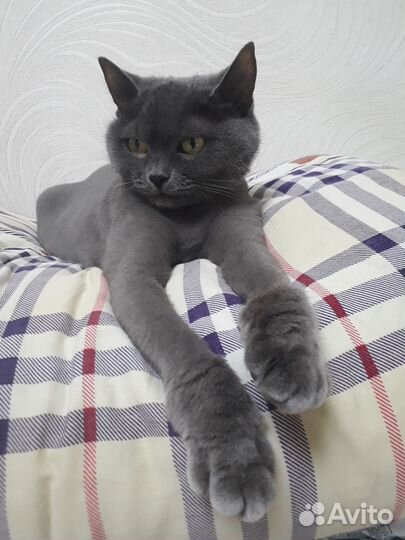 Кошки в добрые руки