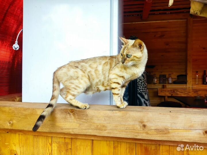 Кошки бенгальской породы. Взрослые. Бесплатно