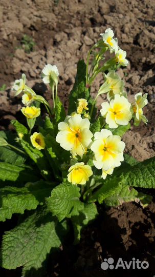 Многолетние цветы