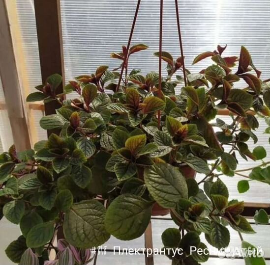 Плектрантус Реснитчатый Вегетативный Ампельный
