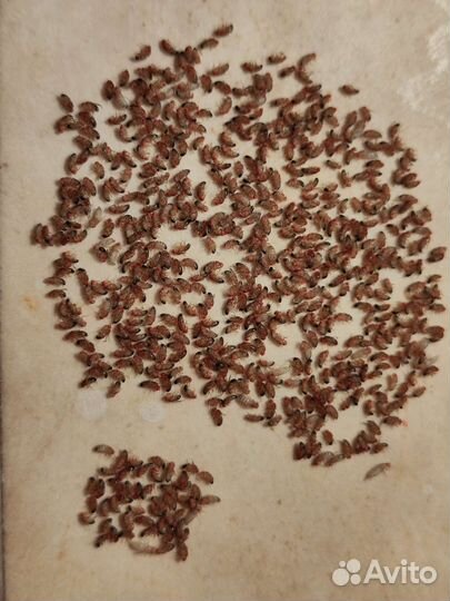 Кормовая муха дрозофила