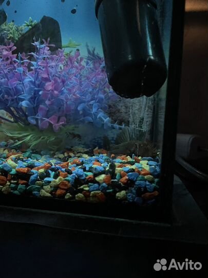 Аквариум с рыбками