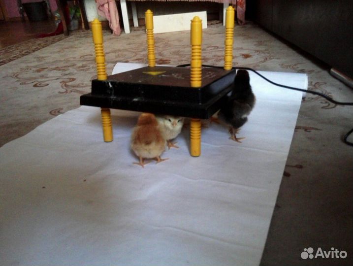 Обогреватель для птенцов