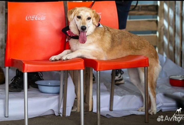 Собака в добрые руки