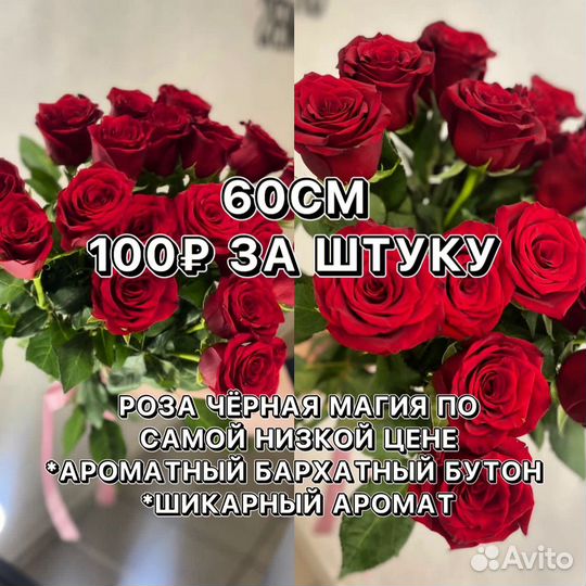 Роза черная магия 60см