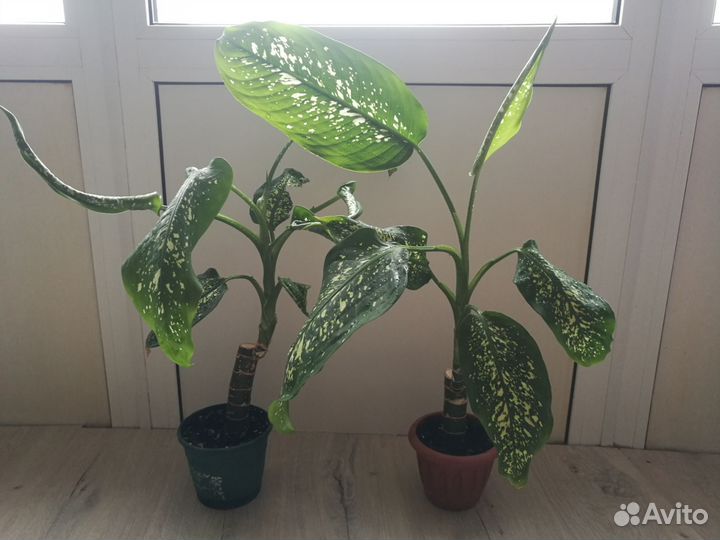 Диффенбахия