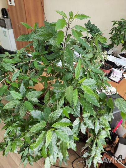 Продаётся Китайская роза (гибискус)