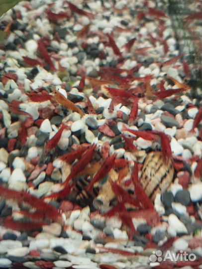 Аквариумные креветки вишня