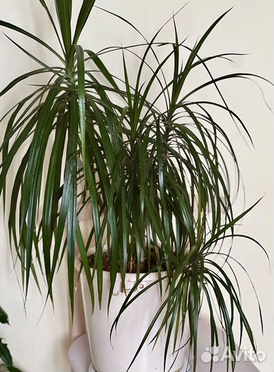 Драцена, высота 1м