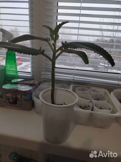 Черенки Каланхоэ