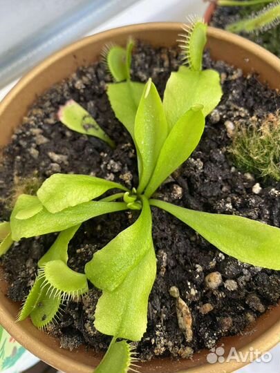 Венерина мухоловка