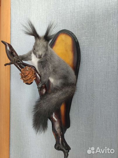 Чучело белки