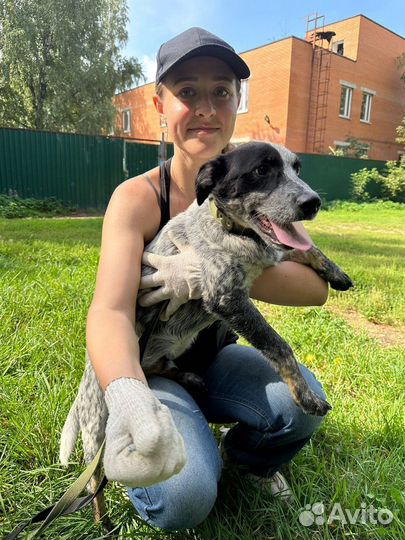 Малыш Спотти из приюта ищет дом