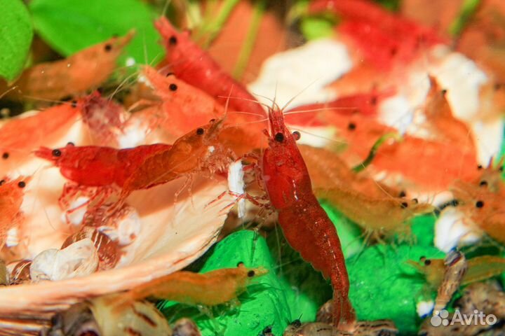 Аквариумные креветки