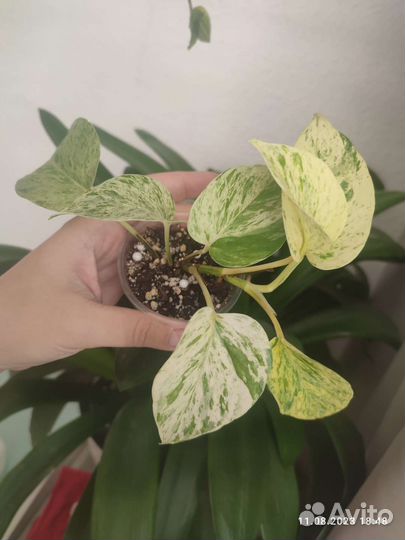 Эпипремнумы