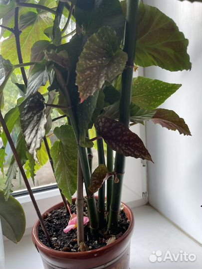 Бегония хойя