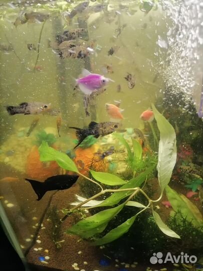 Живая рыба
