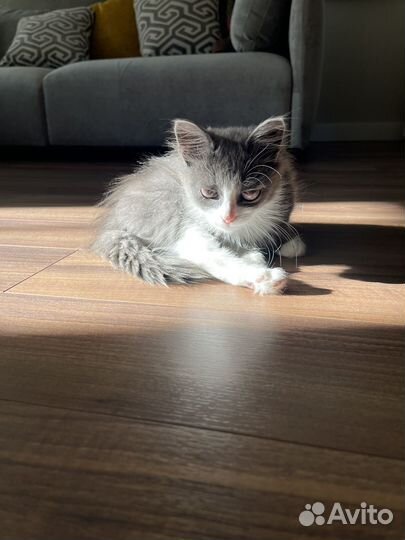 Котик слепой