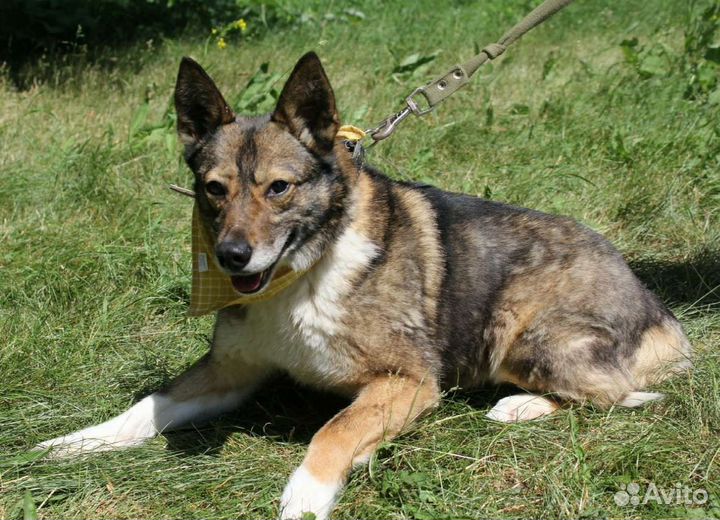 Стоп. Найдена идеальная собака для Вашей семьи