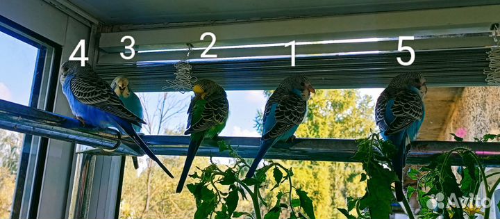 Птенцы волнистый попугай