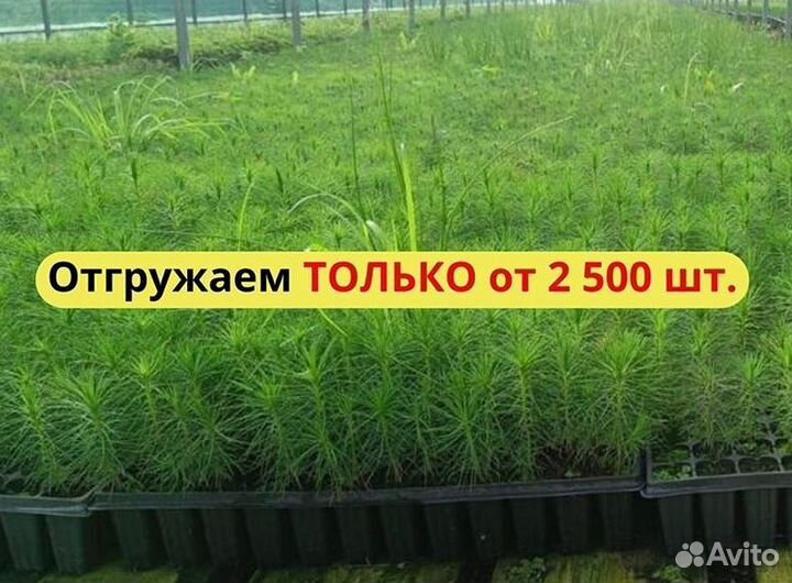 Сеянцы сосны зкс обыкновенной оптом