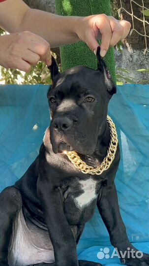 Щенки кане корсо